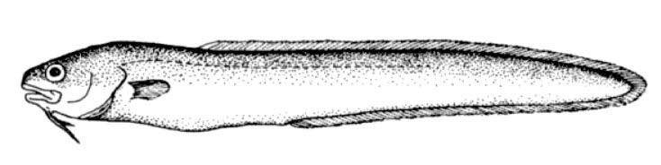 Ophidion rochei_001.jpg